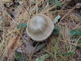 Entoloma rhodopolium image