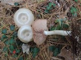 Entoloma rhodopolium image