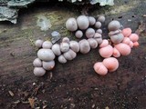 Lycogala epidendrum image