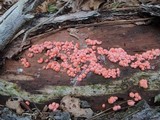 Lycogala epidendrum image