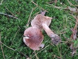 Tricholoma pessundatum image