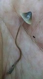 Mycena amicta image
