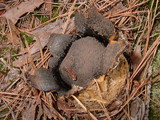Scleroderma polyrhizum image