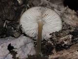 Pluteus granularis image