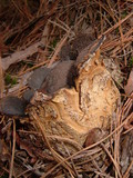Scleroderma polyrhizum image