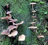 Baeospora myriadophylla image