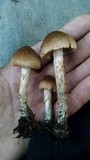 Inocybe hirsuta var. maxima image