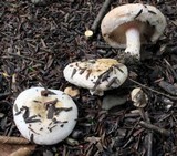Lactarius pubescens image
