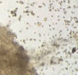 Agaricus californicus image