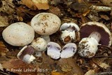 Cortinarius pulchrifolius image