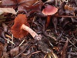 Cortinarius californicus image