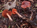 Cortinarius californicus image