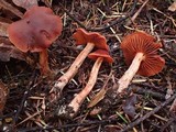 Cortinarius californicus image