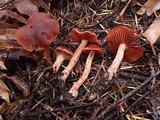 Cortinarius californicus image