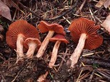 Cortinarius californicus image