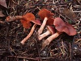 Cortinarius californicus image