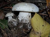 Clitocybe robusta image