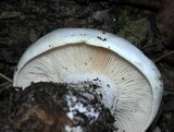 Clitocybe robusta image