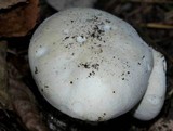 Clitocybe robusta image