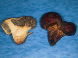 Chroogomphus albipes image