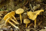 Cantharellus appalachiensis image