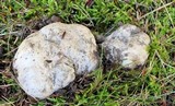 Boletopsis grisea image