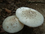 Amanita abrupta image