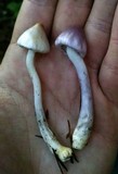 Inocybe lilacina image