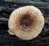 Leucopholiota decorosa image