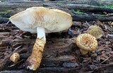 Leucopholiota decorosa image
