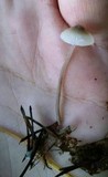 Mycena amicta image