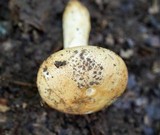 Russula ballouii image