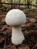 Amanita polypyramis image