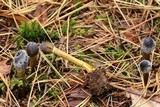 Tolypocladium capitatum image