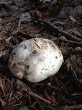 Catathelasma ventricosum image