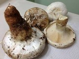 Catathelasma ventricosum image
