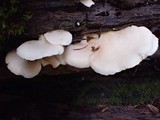 Crepidotus applanatus image