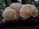 Crepidotus applanatus image