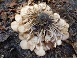 Desarmillaria tabescens image