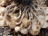 Desarmillaria tabescens image