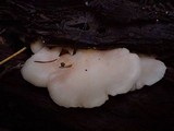 Crepidotus applanatus image