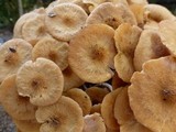 Desarmillaria tabescens image