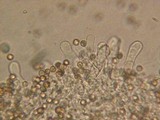Crepidotus applanatus image