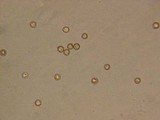 Crepidotus applanatus image