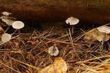Mycena leptocephala image