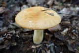 Russula ballouii image