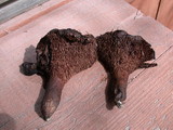 Sarcodon fennicus image