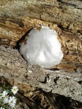 Reticularia lycoperdon image