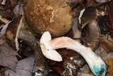 Leccinum snellii image