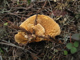Pycnoporellus fulgens image